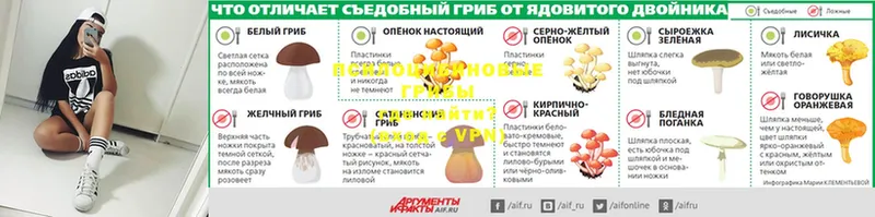 купить   Починок  блэк спрут зеркало  Галлюциногенные грибы GOLDEN TEACHER 